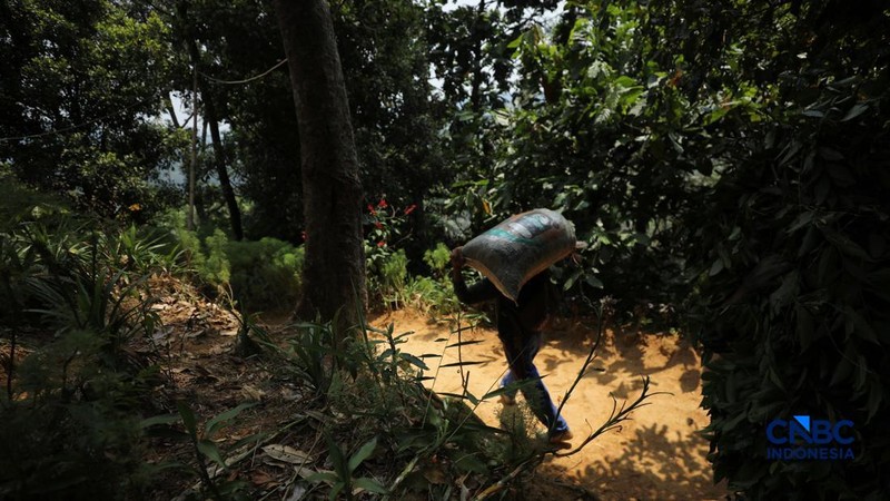 Petani memetik biji kopi robusta saat panen di salah satu perkebunan kopi di Kampung Wangun, Desa Karang Tengah, Kecamatan Babakan Madang, Kabupaten Bogor, Jawa Barat, Jumat (31/7/2026). (CNBC Indonesia/Tri Susilo)