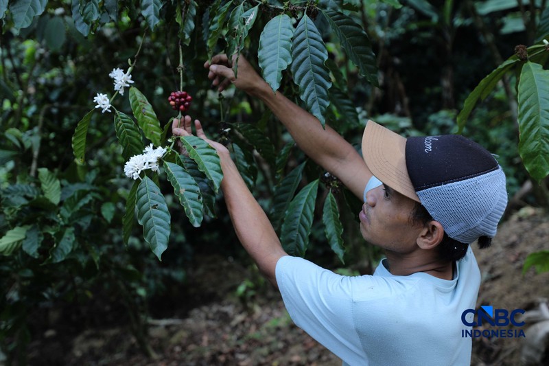 Petani memetik biji kopi robusta saat panen di salah satu perkebunan kopi di Kampung Wangun, Desa Karang Tengah, Kecamatan Babakan Madang, Kabupaten Bogor, Jawa Barat, Jumat (31/7/2026). (CNBC Indonesia/Tri Susilo)