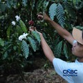 Petani memetik biji kopi robusta saat panen di salah satu perkebunan kopi di Kampung Wangun, Desa Karang Tengah, Kecamatan Babakan Madang, Kabupaten Bogor, Jawa Barat, Jumat (31/7/2026). (CNBC Indonesia/Tri Susilo)