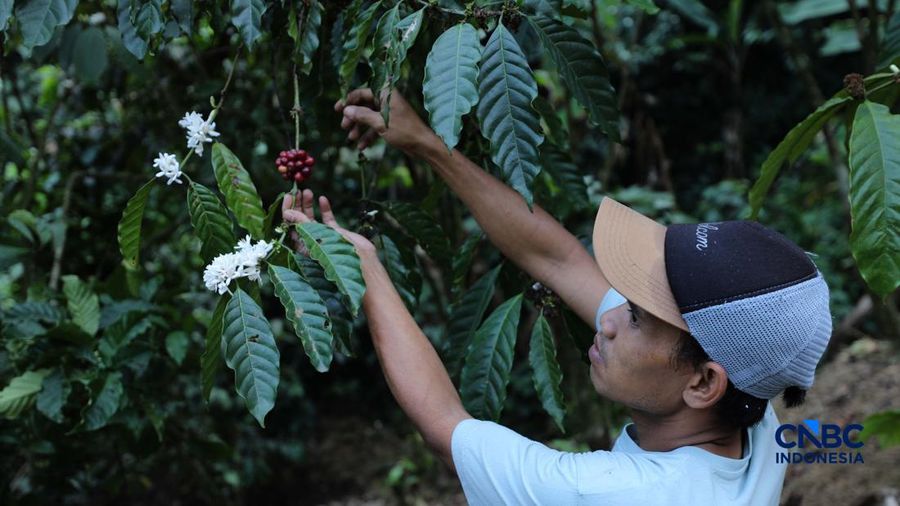 Petani memetik biji kopi robusta saat panen di salah satu perkebunan kopi di Kampung Wangun, Desa Karang Tengah, Kecamatan Babakan Madang, Kabupaten Bogor, Jawa Barat, Jumat (31/7/2026). (CNBC Indonesia/Tri Susilo)