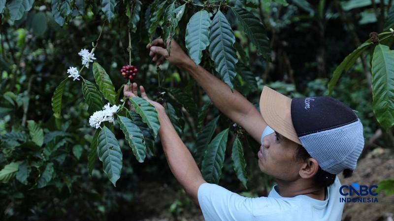 Petani memetik biji kopi robusta saat panen di salah satu perkebunan kopi di Kampung Wangun, Desa Karang Tengah, Kecamatan Babakan Madang, Kabupaten Bogor, Jawa Barat, Jumat (31/7/2026). (CNBC Indonesia/Tri Susilo)