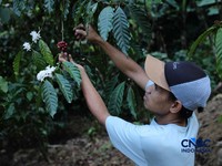 Petani memetik biji kopi robusta saat panen di salah satu perkebunan kopi di Kampung Wangun, Desa Karang Tengah, Kecamatan Babakan Madang, Kabupaten Bogor, Jawa Barat, Jumat (31/7/2026). (CNBC Indonesia/Tri Susilo)