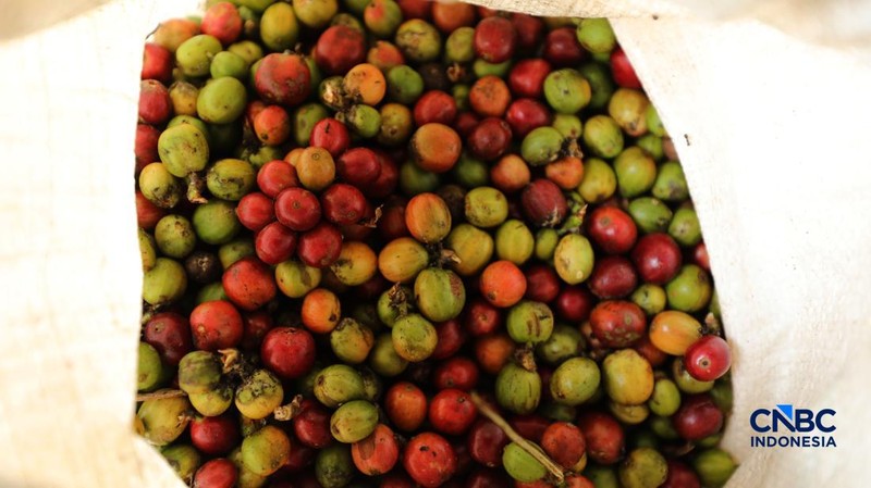Petani memetik biji kopi robusta saat panen di salah satu perkebunan kopi di Kampung Wangun, Desa Karang Tengah, Kecamatan Babakan Madang, Kabupaten Bogor, Jawa Barat, Jumat (31/7/2026). (CNBC Indonesia/Tri Susilo)