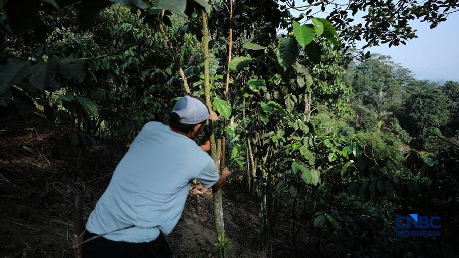 Petani memetik biji kopi robusta saat panen di salah satu perkebunan kopi di Kampung Wangun, Desa Karang Tengah, Kecamatan Babakan Madang, Kabupaten Bogor, Jawa Barat, Jumat (31/7/2026). (CNBC Indonesia/Tri Susilo)