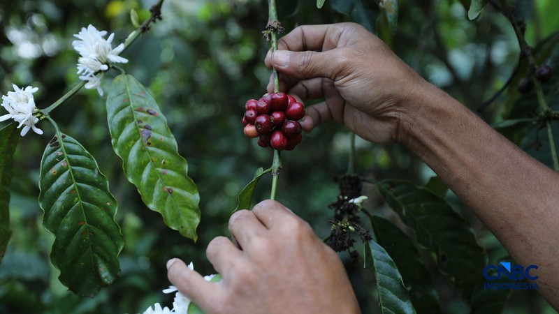 Petani memetik biji kopi robusta saat panen di salah satu perkebunan kopi di Kampung Wangun, Desa Karang Tengah, Kecamatan Babakan Madang, Kabupaten Bogor, Jawa Barat, Jumat (31/7/2026). (CNBC Indonesia/Tri Susilo)