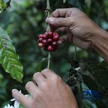 Petani memetik biji kopi robusta saat panen di salah satu perkebunan kopi di Kampung Wangun, Desa Karang Tengah, Kecamatan Babakan Madang, Kabupaten Bogor, Jawa Barat, Jumat (31/7/2026). (CNBC Indonesia/Tri Susilo)