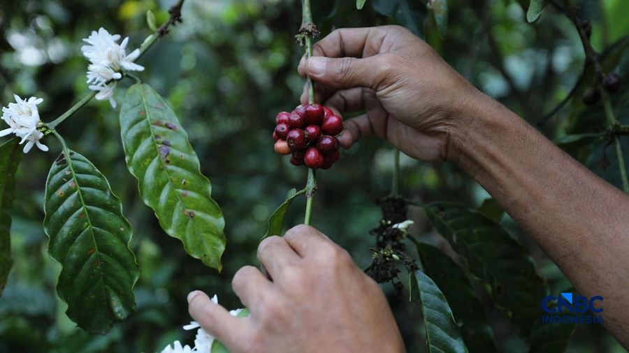 Petani memetik biji kopi robusta saat panen di salah satu perkebunan kopi di Kampung Wangun, Desa Karang Tengah, Kecamatan Babakan Madang, Kabupaten Bogor, Jawa Barat, Jumat (31/7/2026). (CNBC Indonesia/Tri Susilo)