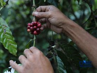 Petani memetik biji kopi robusta saat panen di salah satu perkebunan kopi di Kampung Wangun, Desa Karang Tengah, Kecamatan Babakan Madang, Kabupaten Bogor, Jawa Barat, Jumat (31/7/2026). (CNBC Indonesia/Tri Susilo)