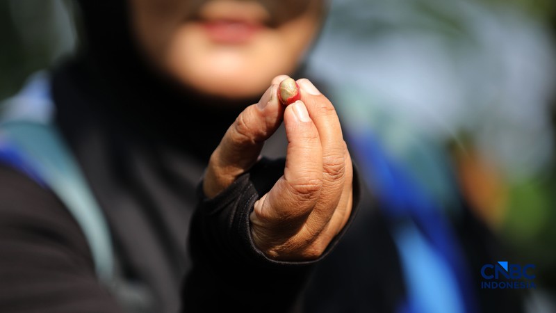 Petani memetik biji kopi robusta saat panen di salah satu perkebunan kopi di Kampung Wangun, Desa Karang Tengah, Kecamatan Babakan Madang, Kabupaten Bogor, Jawa Barat, Jumat (31/7/2026). (CNBC Indonesia/Tri Susilo)