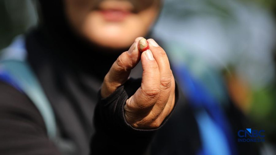 Seorang pengunjung menunjukkan biji kopi di salah satu perkebunan kopi di Kampung Wangun, Desa Karang Tengah, Kecamatan Babakan Madang, Kabupaten Bogor, Jawa Barat, Jumat (31/7/2026). (CNBC Indonesia/Tri Susilo)