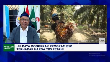 Harga TBS Sulit Naik Bikin Petani Sawit Swadaya Sulit Sejahtera, Apkasindo Teriak Ini