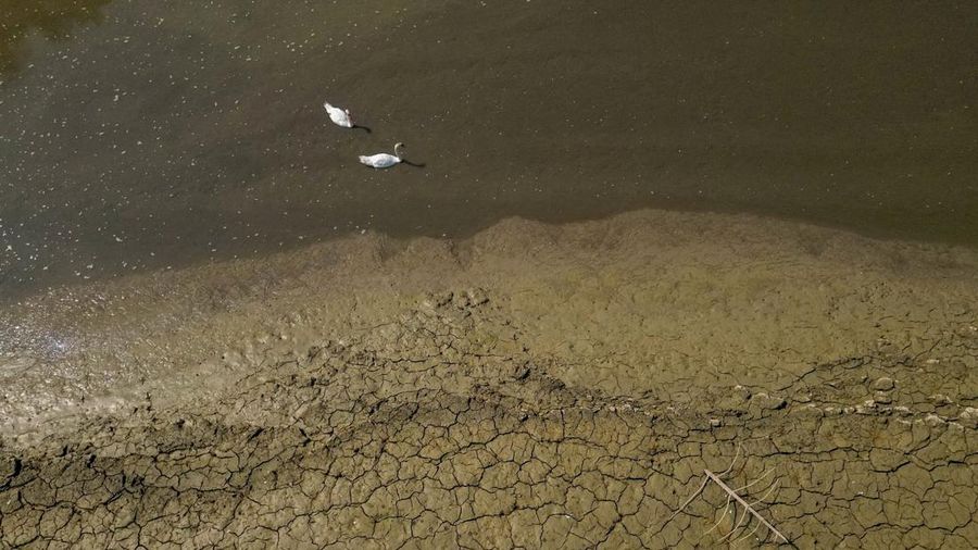 Pemandangan dari drone menunjukkan angsa-angsa di Danau Brenets yang hampir kosong karena kondisi kekeringan yang memengaruhi Sungai Doubs menurunkan permukaan air di sepanjang perbatasan Swiss-Prancis di Les Brenets, Swiss, 30 Juli 2026.