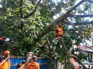 Pohon Durian 20 Meter Tumbang Timpa Rumah dan Kabel Listrik di Bogor