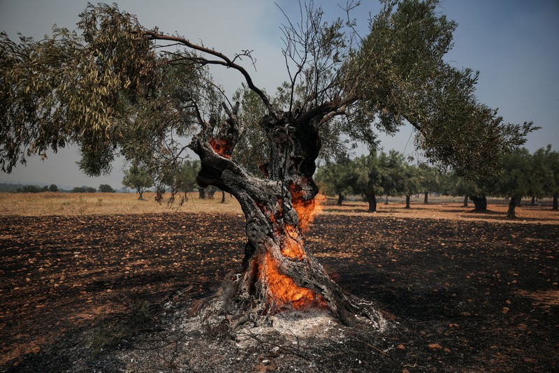 Seorang warga menyaksikan sebuah helikopter menjatuhkan air saat kebakaran hutan melanda lembah Megara, Yunani, 2 Agustus 2026. (REUTERS/Louisa Gouliamaki)