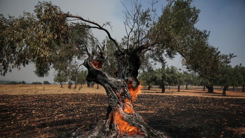 Sebuah pohon zaitun terbakar saat terjadi kebakaran hutan di lembah Megara, Yunani, 2 Agustus 2026.