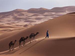Derita Unta-Unta di Afrika karena Panas Ekstrem, Kaki Melepuh, Mata Berair, Sebagian Mati