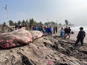Hiu Tutul 1,5 Ton Terdampar dan Mati di Pantai Batukaras