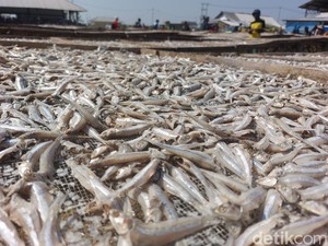Geliat Ekonomi Pesisir Cirebon, Produksi Ikan Melonjak Drastis