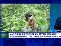 Inovasi Hasilkan Benih Sayur Tahan Hama & Perubahan Cuaca, Petani Makin Cuan