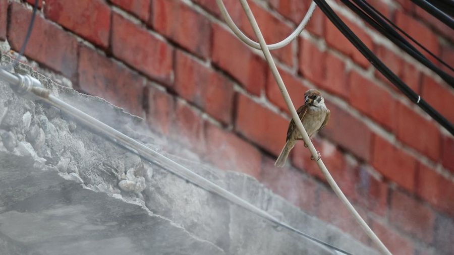 Seekor burung pipit bertengger di dekat kabut air yang menyejukkan di sebuah desa jjokbang, yaitu kawasan perumahan satu kamar yang sangat kecil, di Seoul, Korea Selatan, 4 Agustus 2026.