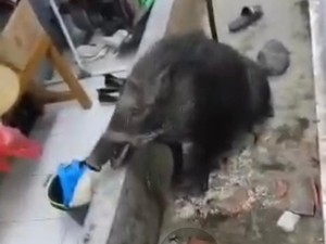6 Fakta Pegawai SPPG Korbankan Diri Agar Babi Hutan Tak Serang Anak