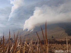 Video Kebakaran di Bromo Meluas, Total 86 Hektare Lebih Terbakar