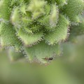 Rambut kelenjar yang lengket pada spesies tanaman Saxifraga candelabrum terlihat sedang memerangkap serangga mangsa dalam foto yang dirilis pada 4 Agustus 2026 ini; foto tersebut diambil pada 25 September 2024 di Gunung Wufeng, Shangri-La, Yunnan, Ch