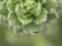 Rambut kelenjar yang lengket pada spesies tanaman Saxifraga candelabrum terlihat sedang memerangkap serangga mangsa dalam foto yang dirilis pada 4 Agustus 2026 ini; foto tersebut diambil pada 25 September 2024 di Gunung Wufeng, Shangri-La, Yunnan, Ch