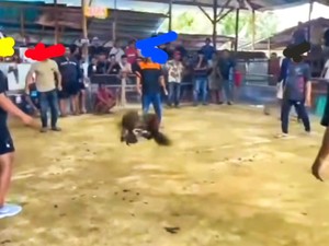 Sabung Ayam di Tarakan Jadi Sorotan, Pengelola Klaim Alihkan Warga dari Narkoba