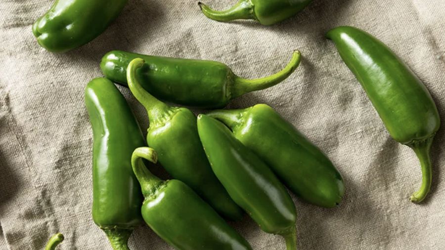 Foto: Cabai Jalapeno. (Istimewa)