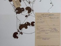 Foto: Spesimen herbarium pegagan koleksi Herbarium Bogoriense yang dikoleksi oleh S. Bloembergen pada 12 Juli 1939 dari kawasan Danau Lindu, Sulawesi Tengah. (Dokumentasi Istimewa).