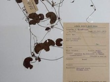 Foto: Spesimen herbarium pegagan koleksi Herbarium Bogoriense yang dikoleksi oleh S. Bloembergen pada 12 Juli 1939 dari kawasan Danau Lindu, Sulawesi Tengah. (Dokumentasi Istimewa).