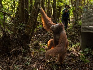 Buntut Orang Utan Keluar Exhibit, Solo Safari Perketat Monitoring Tiap 30 Menit