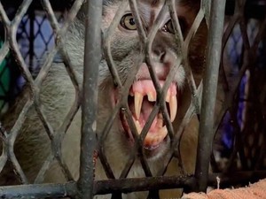 Serangan Satwa Bikin Heboh Inhil 2 Pekan Terakhir, Harimau-Monyet