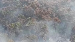 Relawan Berjibaku Padamkan Api di Kawah Wadon Gede Pangrango