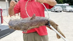Lele Raksasa Catzilla Bikin Heboh, Timbangan Sampai Rusak