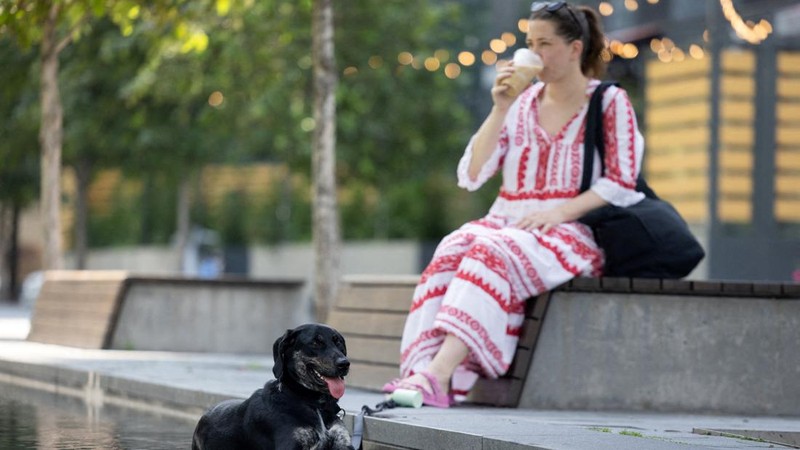 Seekor anjing duduk di dalam air mancur saat gelombang panas melanda New York City, AS, pada 7 Agustus 2026.