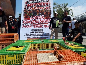 Harga Pakan Ngegas, Peternak Ayam Boyolali Buang BPKB-Sertifikat di Kandang