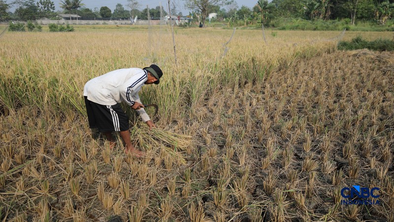 Seorang petani memanen padi di Desa Kali Putih, Bogor, Jawa Barat, Senin (10/8/2026). Lahan pertanian seluas puluhan hektar yang dikelola petani setempat untuk menanam padi mengalami gagal panen sejak awal Juni 2026 akibat kekeringan. (CNBC Indonesia/Tri Susilo)