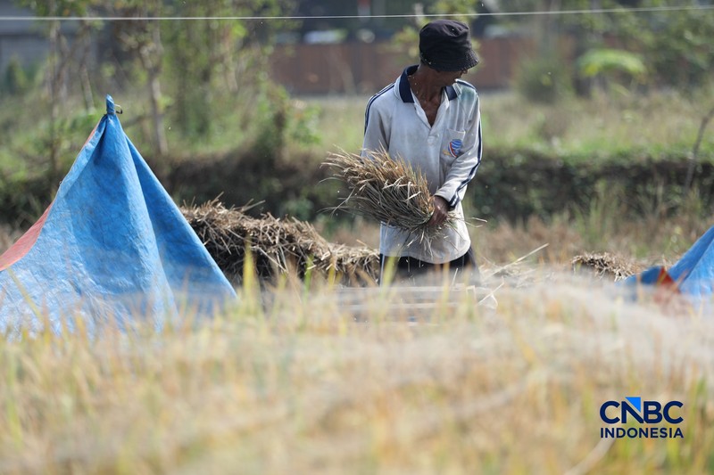 Seorang petani memanen padi di Desa Kali Putih, Bogor, Jawa Barat, Senin (10/8/2026). Lahan pertanian seluas puluhan hektar yang dikelola petani setempat untuk menanam padi mengalami gagal panen sejak awal Juni 2026 akibat kekeringan. (CNBC Indonesia/Tri Susilo)