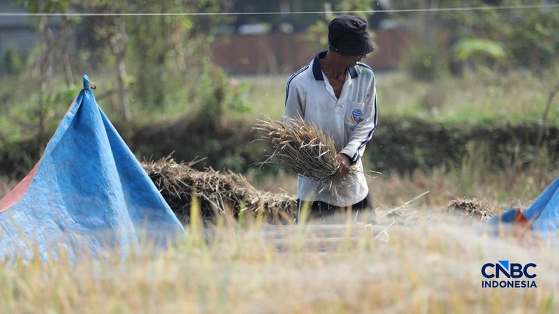Seorang petani memanen padi di Desa Kali Putih, Bogor, Jawa Barat, Senin (10/8/2026). Lahan pertanian seluas puluhan hektar yang dikelola petani setempat untuk menanam padi mengalami gagal panen sejak awal Juni 2026 akibat kekeringan. (CNBC Indonesia