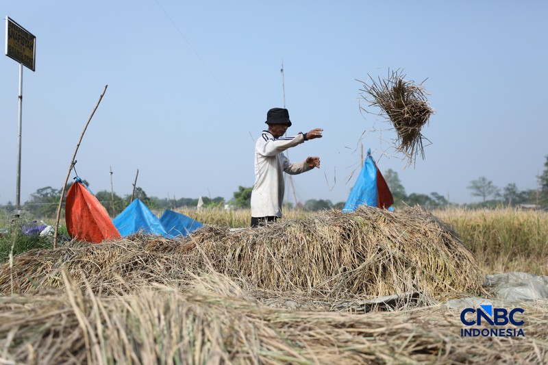Seorang petani memanen padi di Desa Kali Putih, Bogor, Jawa Barat, Senin (10/8/2026). Lahan pertanian seluas puluhan hektar yang dikelola petani setempat untuk menanam padi mengalami gagal panen sejak awal Juni 2026 akibat kekeringan. (CNBC Indonesia/Tri Susilo)