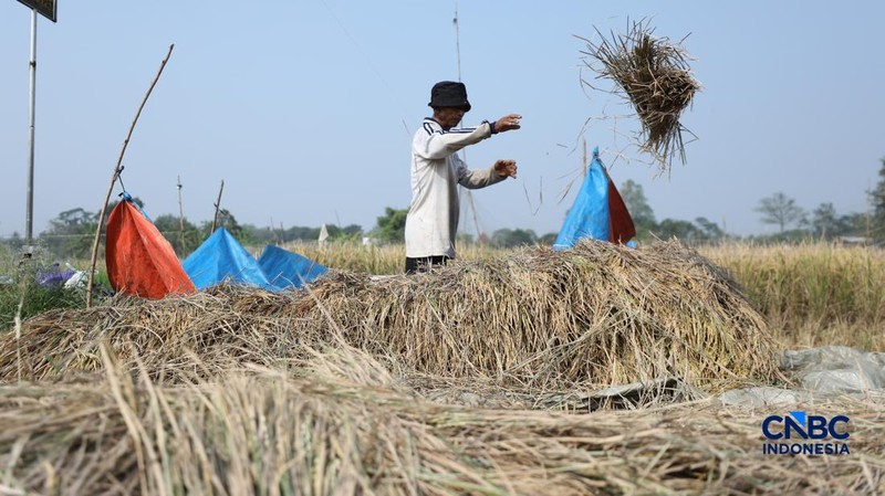 Seorang petani memanen padi di Desa Kali Putih, Bogor, Jawa Barat, Senin (10/8/2026). Lahan pertanian seluas puluhan hektar yang dikelola petani setempat untuk menanam padi mengalami gagal panen sejak awal Juni 2026 akibat kekeringan. (CNBC Indonesia