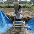 Seorang petani memanen padi di Desa Kali Putih, Bogor, Jawa Barat, Senin (10/8/2026). Lahan pertanian seluas puluhan hektar yang dikelola petani setempat untuk menanam padi mengalami gagal panen sejak awal Juni 2026 akibat kekeringan. (CNBC Indonesia