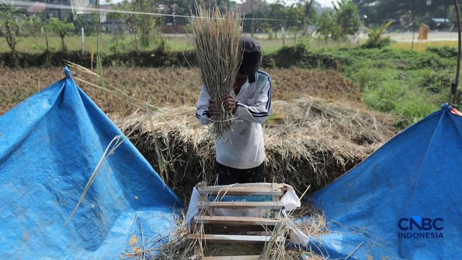 Seorang petani memanen padi di Desa Kali Putih, Bogor, Jawa Barat, Senin (10/8/2026). Lahan pertanian seluas puluhan hektar yang dikelola petani setempat untuk menanam padi mengalami gagal panen sejak awal Juni 2026 akibat kekeringan. (CNBC Indonesia