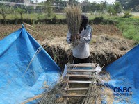Seorang petani memanen padi di Desa Kali Putih, Bogor, Jawa Barat, Senin (10/8/2026). Lahan pertanian seluas puluhan hektar yang dikelola petani setempat untuk menanam padi mengalami gagal panen sejak awal Juni 2026 akibat kekeringan. (CNBC Indonesia