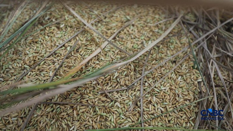 Seorang petani memanen padi di Desa Kali Putih, Bogor, Jawa Barat, Senin (10/8/2026). Lahan pertanian seluas puluhan hektar yang dikelola petani setempat untuk menanam padi mengalami gagal panen sejak awal Juni 2026 akibat kekeringan. (CNBC Indonesia