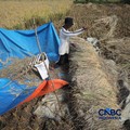 Seorang petani memanen padi di Desa Kali Putih, Bogor, Jawa Barat, Senin (10/8/2026). Lahan pertanian seluas puluhan hektar yang dikelola petani setempat untuk menanam padi mengalami gagal panen sejak awal Juni 2026 akibat kekeringan. (CNBC Indonesia