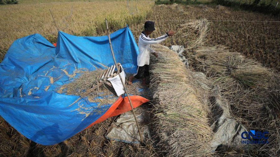 Seorang petani memanen padi di Desa Kali Putih, Bogor, Jawa Barat, Senin (10/8/2026). Lahan pertanian seluas puluhan hektar yang dikelola petani setempat untuk menanam padi mengalami gagal panen sejak awal Juni 2026 akibat kekeringan. (CNBC Indonesia