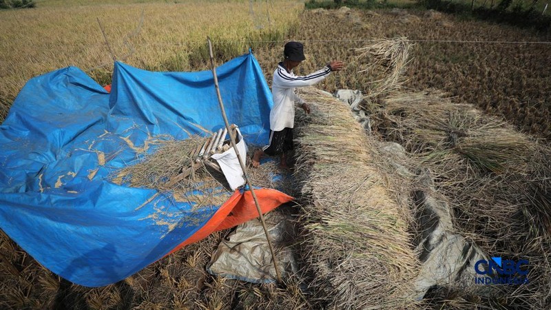 Seorang petani memanen padi di Desa Kali Putih, Bogor, Jawa Barat, Senin (10/8/2026). Lahan pertanian seluas puluhan hektar yang dikelola petani setempat untuk menanam padi mengalami gagal panen sejak awal Juni 2026 akibat kekeringan. (CNBC Indonesia